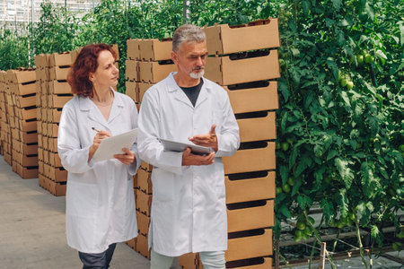 Two agricultural scientists in white lab coats are inspecting tomato plants in a greenhouse,...