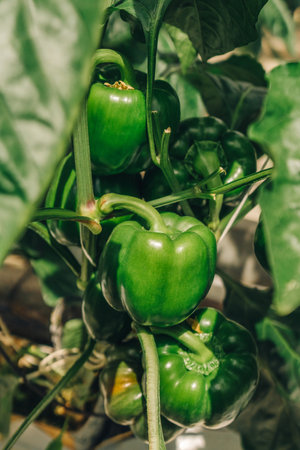 Fresh green bell peppers growing on a plant surrounded by lush green leaves, showcasing vibrant...