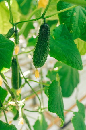 Fresh green cucumbers growing on vine in a lush garden, surrounded by vibrant leaves and delicate...