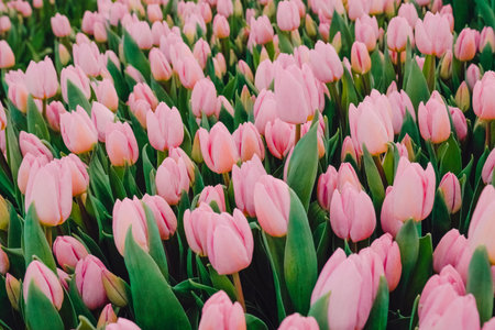 Vibrant field of blooming pink tulips surrounded by lush green leaves, creating a stunning floral...