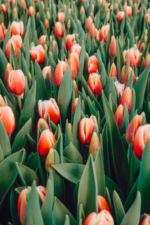 Vibrant field of blooming tulips in shades of pink and orange, surrounded by lush green leaves,...