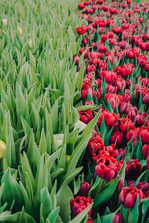 Vibrant red tulips blooming amidst lush green foliage, creating a stunning visual contrast in a garden setting, showcasing the beauty of nature and the arrival of springtimeの写真素材
