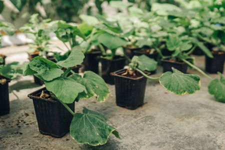 Greenhouse young plants ready, Fresh young plants in greenhouse preparing for transplantation, Urban nursery scene showcasing delicate seedlings unfurling their leaves in peaceful greenhouse settingの写真素材