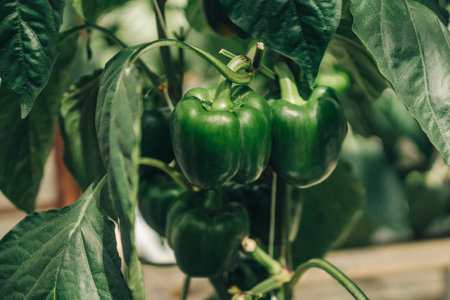 Vibrant garden scene, Lush vegetables with shimmering dew drops, Healthy green peppers on vine with fresh glossy leaves, Detailed view of ripening peppers amidst vibrant foliage and morning moistureの写真素材