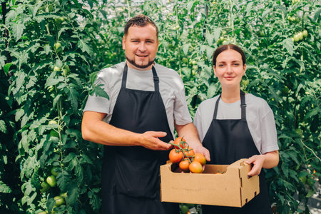 Organic growers display ripe tomatoes, Cultivators in greenhouse with fresh vegetable crates,...