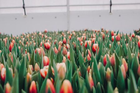 Greenhouse tulip cultivation, Structured greenhouse environment for tulip growth, Controlled indoor environment optimizing largescale tulip production under greenhouse conditionsの写真素材