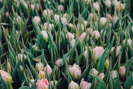 Rows of pink tipped tulip buds ready for harvest, florist preparing bundles for market, cool morning light, crisp green foliage, seasonal spring sale atmosphere, vendor activity impliedの写真素材