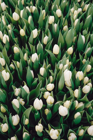 Nursery rows for quality check, Greenhouse filled with healthy tulip clusters, Vertical alignment of vibrant tulip buds for inventory and quality inspection in greenhouse environmentの写真素材