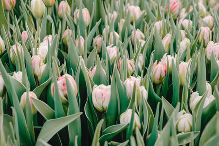 Garden tulip hue palette, Elegant garden tulip display with ivory accents and textured leaves, Curated bouquet featuring pink and white tulips with delicate petals and lush greeneryの写真素材