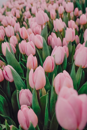 Closeup pink tulips soft focus, delicate pastel petals and tender green leaves, intimate romantic mood with subtle texture and natural light ideal for lifestyleの写真素材