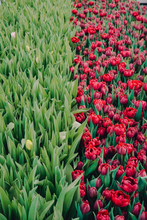 Vivid flowers in setting, Early buds and blooming flowers under gentle light, Vibrant seasonal nursery showcasing emerging buds and fully blossomed flowers illuminated softlyの写真素材