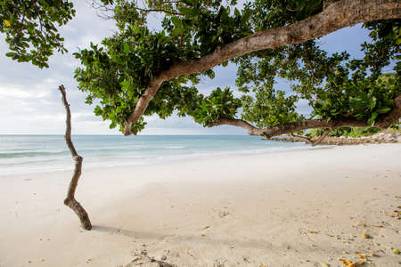 Paradise beach, Trees on white beach
