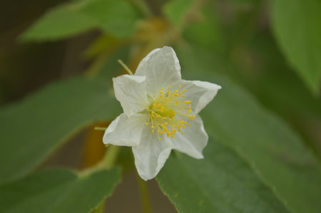 A Beautiful Flower in the Garden.