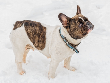 French Bulldog on snow  の写真素材