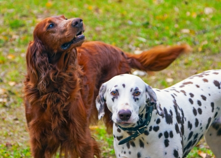 Two dogs in the background of a green lawn の写真素材