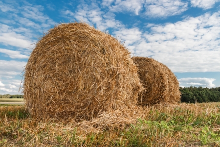 Straw bales in the field  の写真素材
