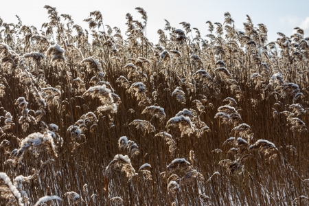 Dried wild plants against the blue sky 