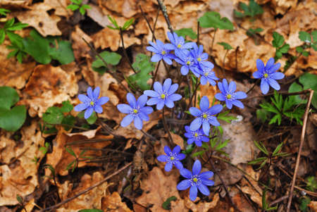 Spring flower in the forest.