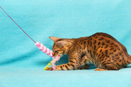 Close up portrait on a blue background.の写真素材