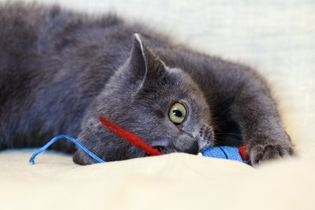 Portrait of a cat close up.の写真素材