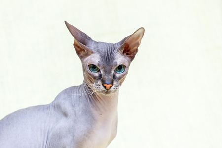 Donskoy  Sphynx on yellow background. Vitebsk. Belarus. 2016.