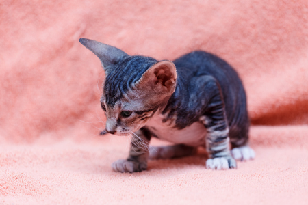 Donskoy  Sphynx (kitten) on red background. Vitebsk. Belarus. 2016.の写真素材