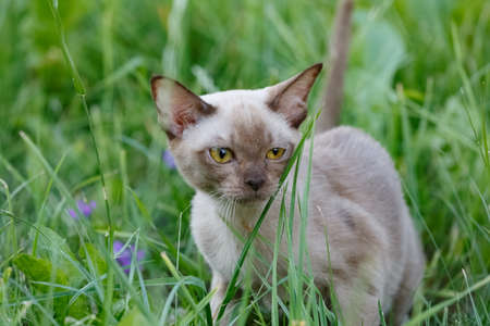 Cat poses on a white backgroundの写真素材
