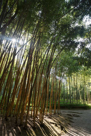 The bamboo trees in botanical garden of Sukhum, Abkhazia. July of 2018.の写真素材