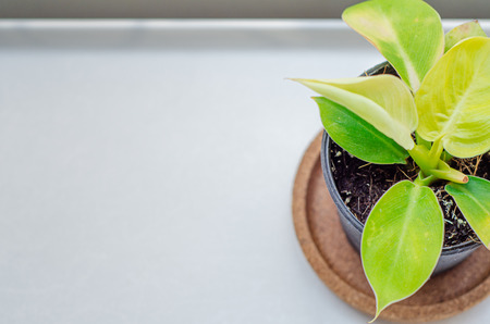Small green trees planted in pots on a white table in a coffee shop.の写真素材