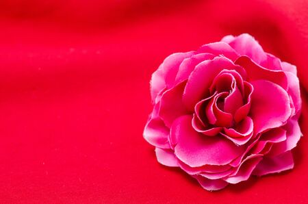 Beautiful pink roses placed on a red background.Copy space.の写真素材