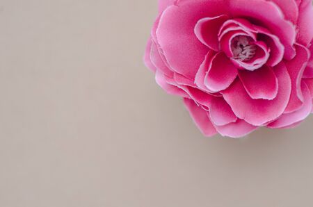 Beautiful pink rose With brown background.の写真素材