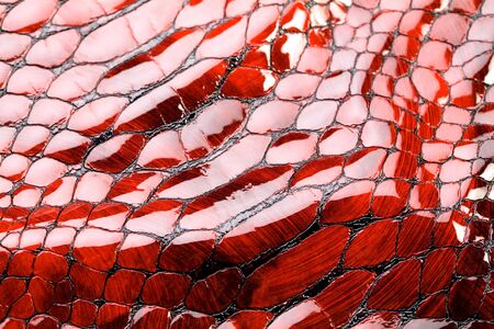  Red snake skin, texture.の写真素材