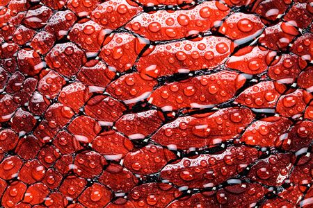 Red snake skin, texture. Aqua, water drop, tear on skin.の写真素材