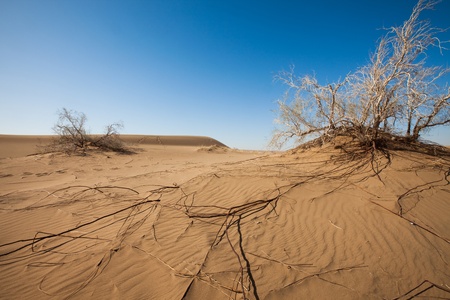 desertの写真素材