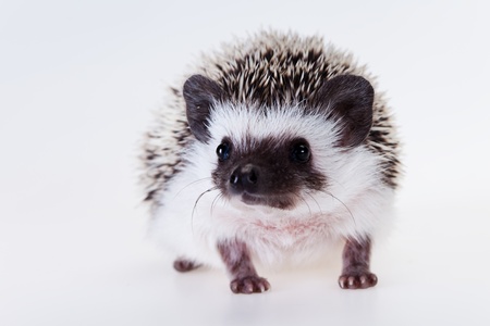 Cute hedgehogの写真素材