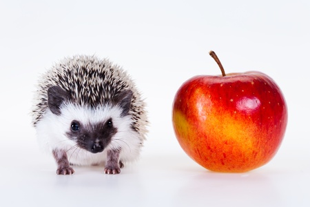 Cute hedgehogの写真素材