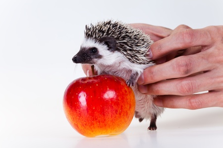 Cute hedgehogの写真素材