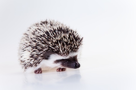 Cute hedgehogの写真素材