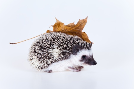 Cute hedgehogの写真素材