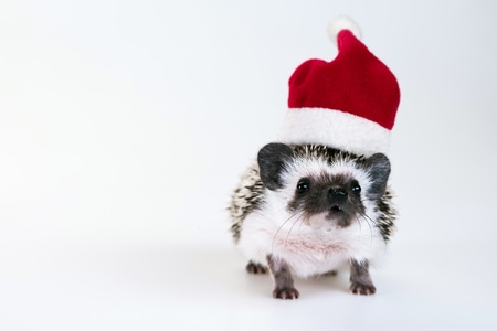 Christmas hedgehogの写真素材