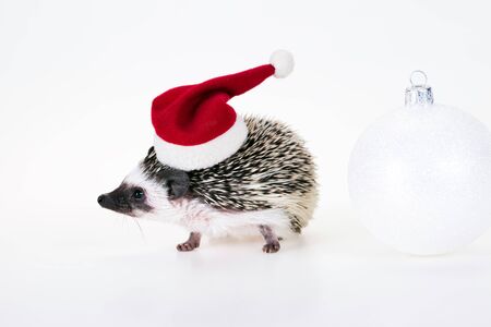 Christmas hedgehogの写真素材