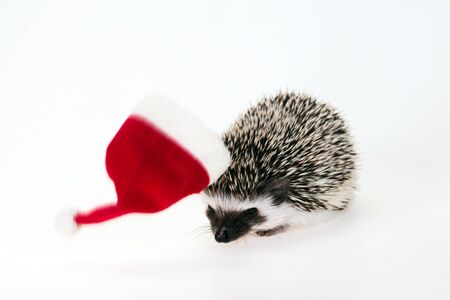 Christmas hedgehogの写真素材