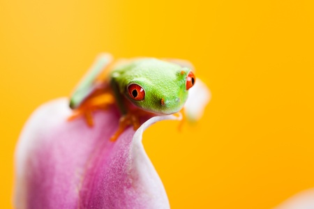 Green frogの写真素材