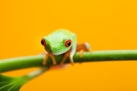 Green frogの写真素材