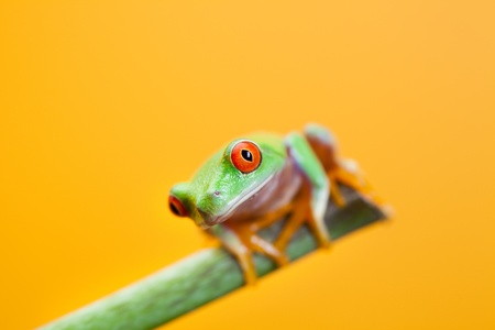 Green frogの写真素材