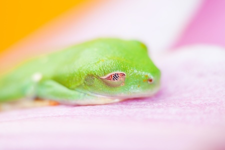 Green frogの写真素材