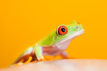 Green frogの写真素材