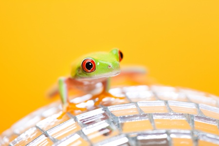 Green frogの写真素材