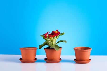 Gardeningの写真素材