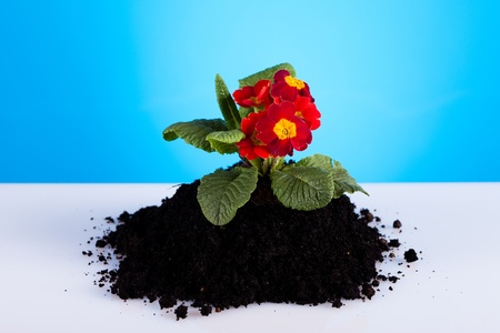 Gardeningの写真素材